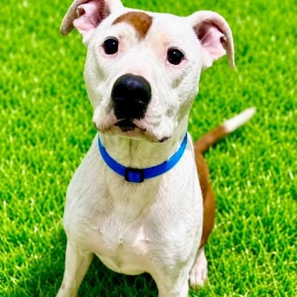 An adult medium-sized male Red / Chestnut / Orange Terrier dog named Baxter for adoption in Battle Creek, MI