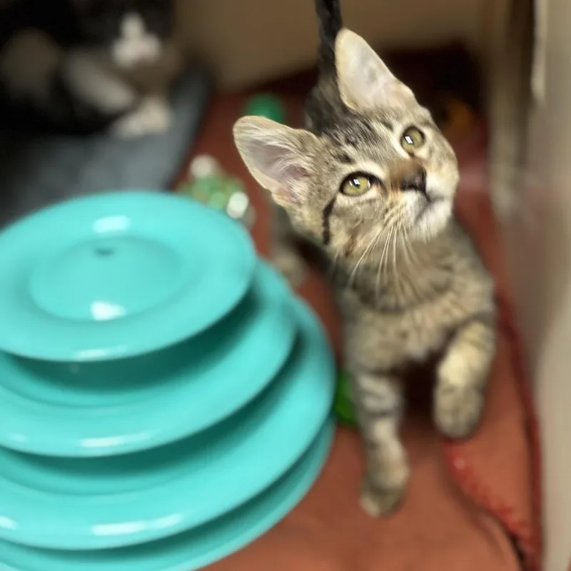 A baby small-sized female Brown / Chocolate Domestic Short Hair cat named Poppy for adoption in South Elgin, IL
