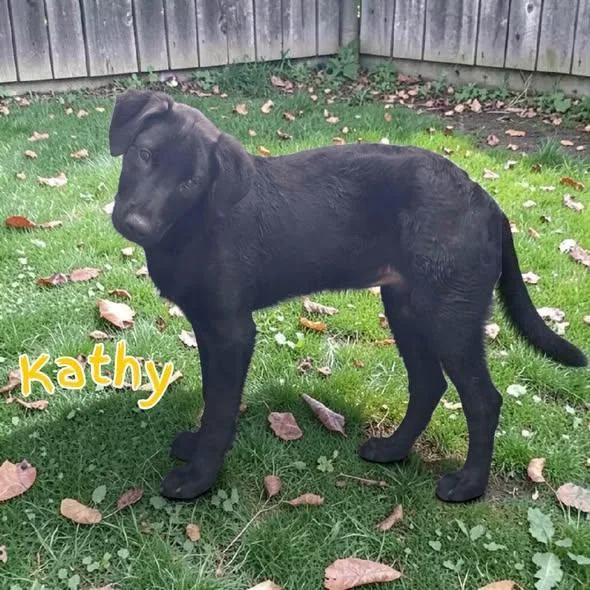 A baby medium-sized female Mixed Breed dog named Kathy for adoption in Toledo, OH