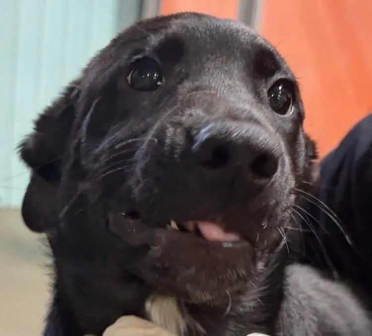 A baby medium-sized male Black Boxer dog named Wolf for adoption in Morganton, NC