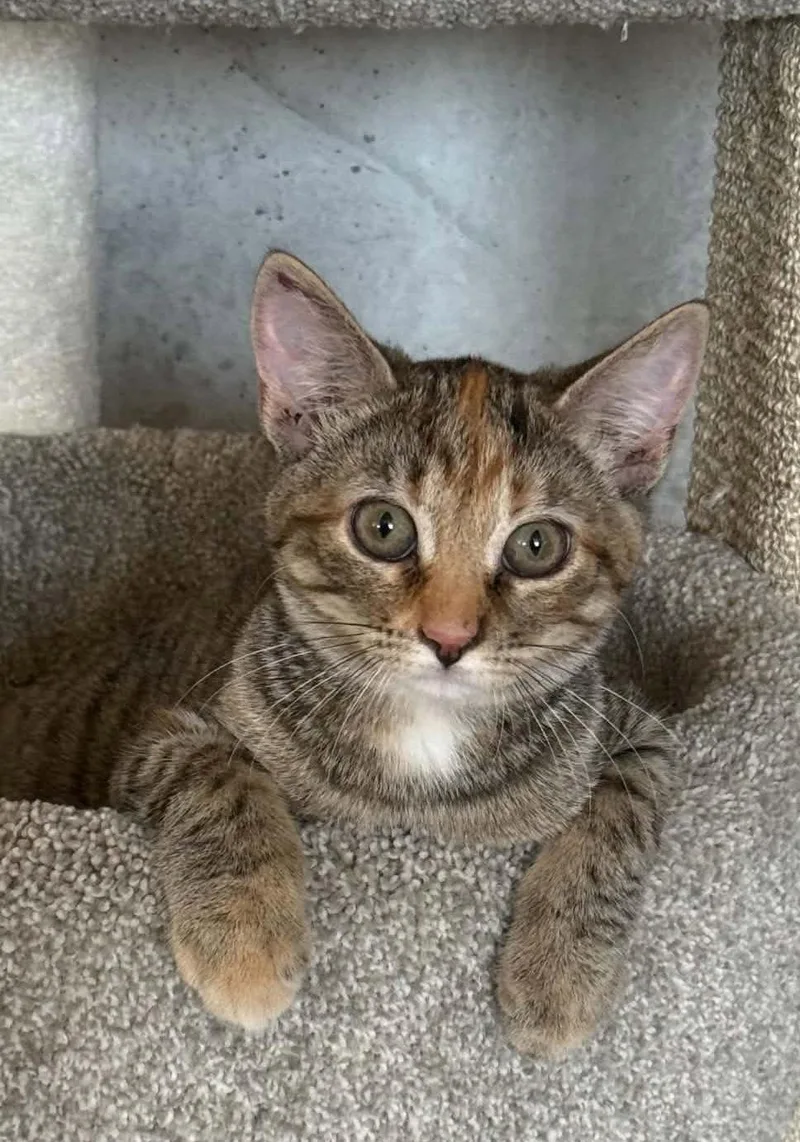 A baby medium-sized female Domestic Short Hair cat named Cami for adoption in Forest, VA