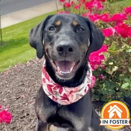 An adult large-sized female Doberman Pinscher dog named Missy for adoption in Merriam, KS