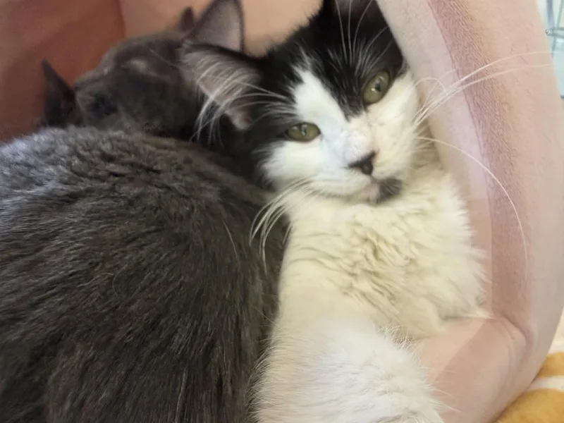 A baby small-sized female White Domestic Medium Hair cat named Moomoo Katze for adoption in Chandler, AZ