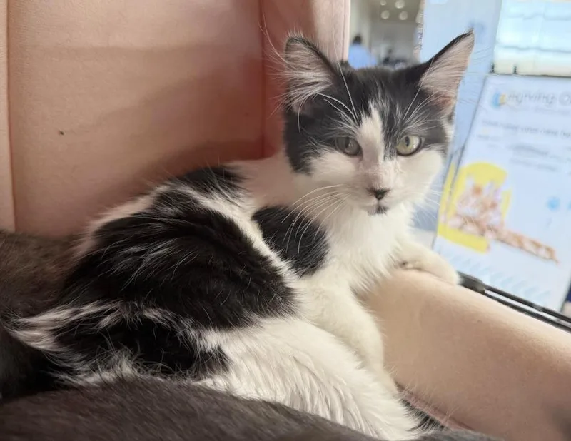 Moomoo Katze thumbnail 2