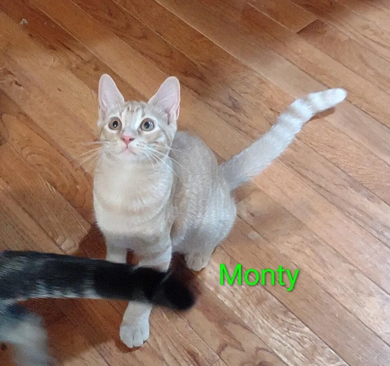 Monty thumbnail 2