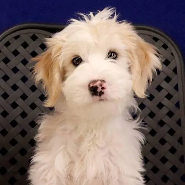 A baby medium-sized male Australian Shepherd dog named Kilmer for adoption in Midland, TX