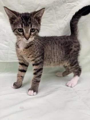 Whisker Biscuit