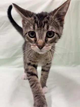 Whisker Biscuit thumbnail 3