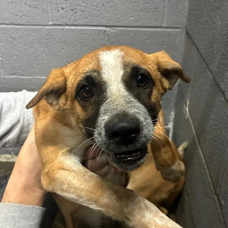 A baby small-sized female Mixed Breed dog named Annabelle for adoption in Corbin, KY