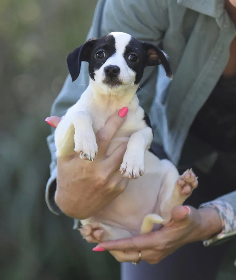 A baby small-sized female Chihuahua dog named Stitch for adoption in Mechanicsburg, PA