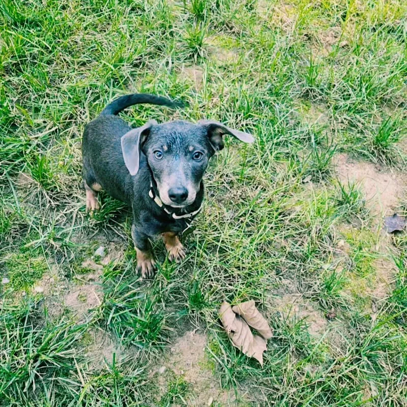 A baby small-sized female Gray / Blue / Silver Mixed Breed dog named Firenze for adoption in Fredericksburg, VA