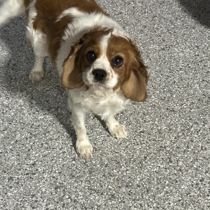 An adult small-sized female Apricot / Beige Cavalier King Charles Spaniel dog named Katie for adoption in Antwerp, OH