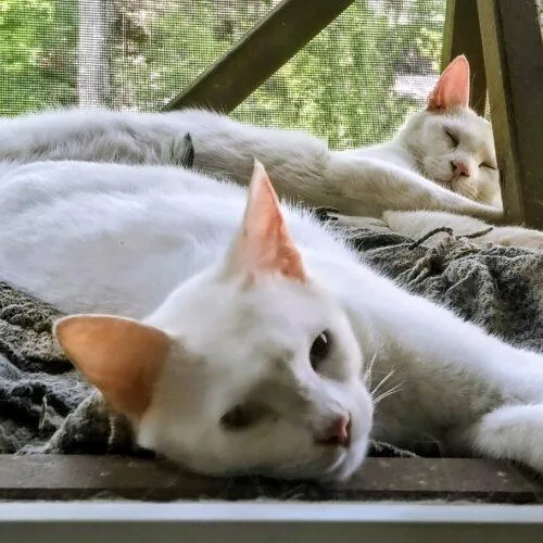 A baby medium-sized male White Domestic Short Hair cat named Big Ears for adoption in Newton, NC
