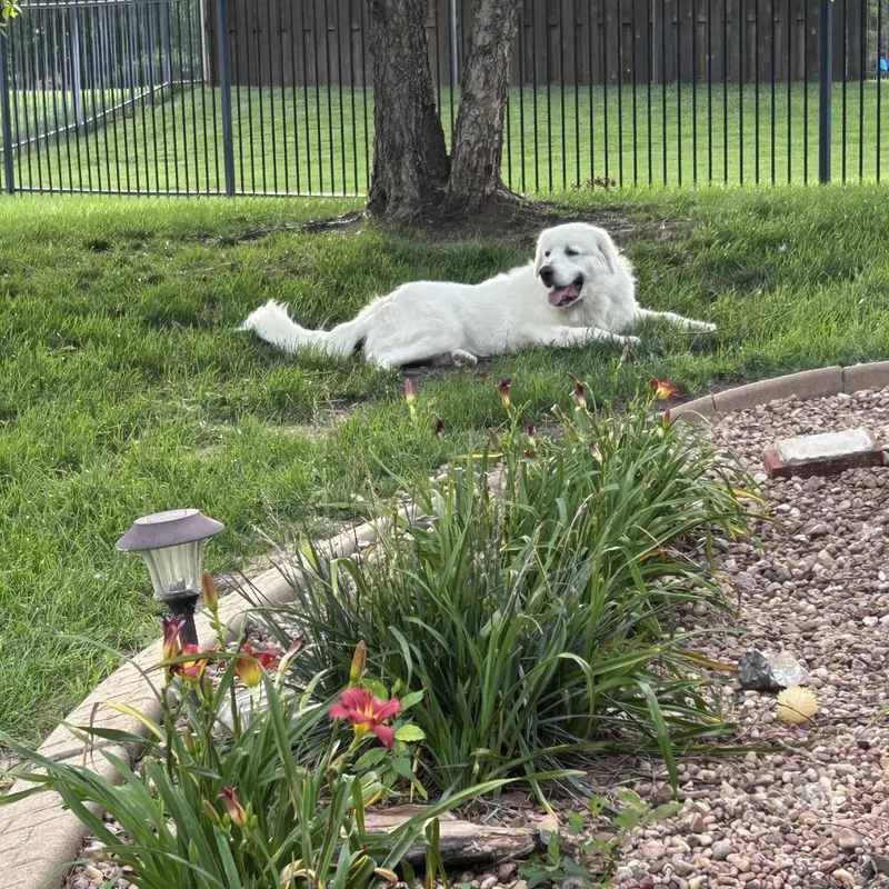 An adult extra large-sized male White / Cream Great Pyrenees dog named Giliath for adoption in Wichita, KS