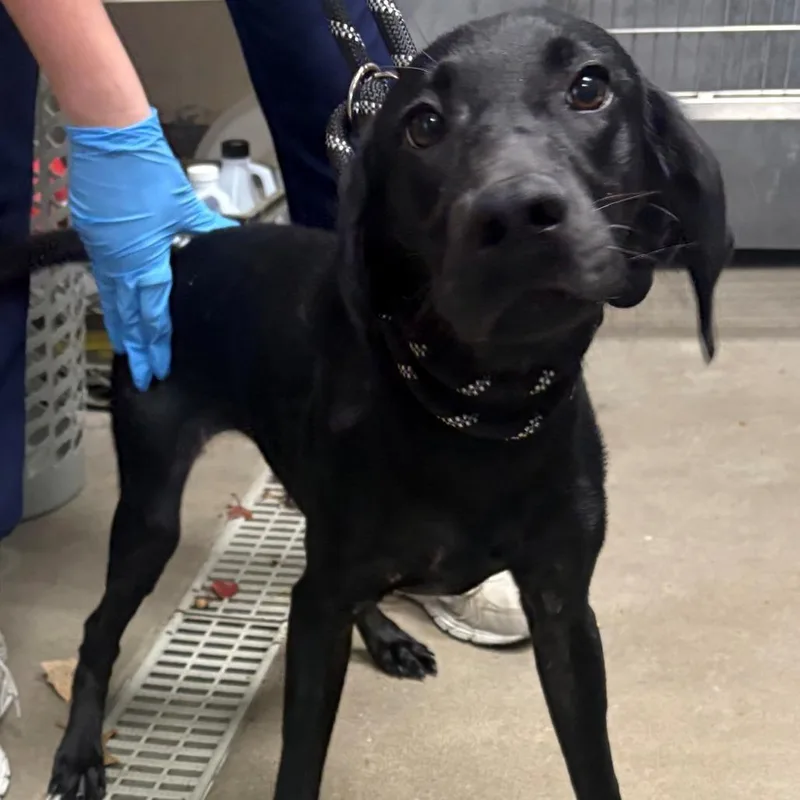 A young small-sized female Labrador Retriever dog named Nina for adoption in East Hanover, NJ