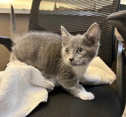 A baby small-sized female Domestic Short Hair cat named Olivia for adoption in Westland, MI