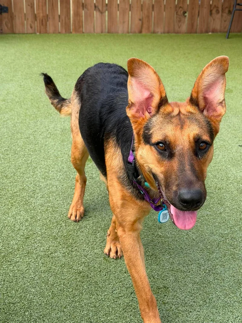 A young large-sized female Red / Chestnut / Orange German Shepherd Dog dog named Merida for adoption in Chatham, NJ