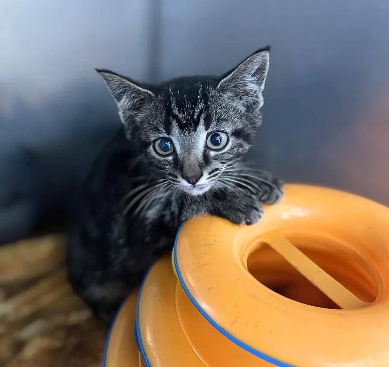 A baby medium-sized male Black Domestic Short Hair cat named Princeton for adoption in Seville, OH