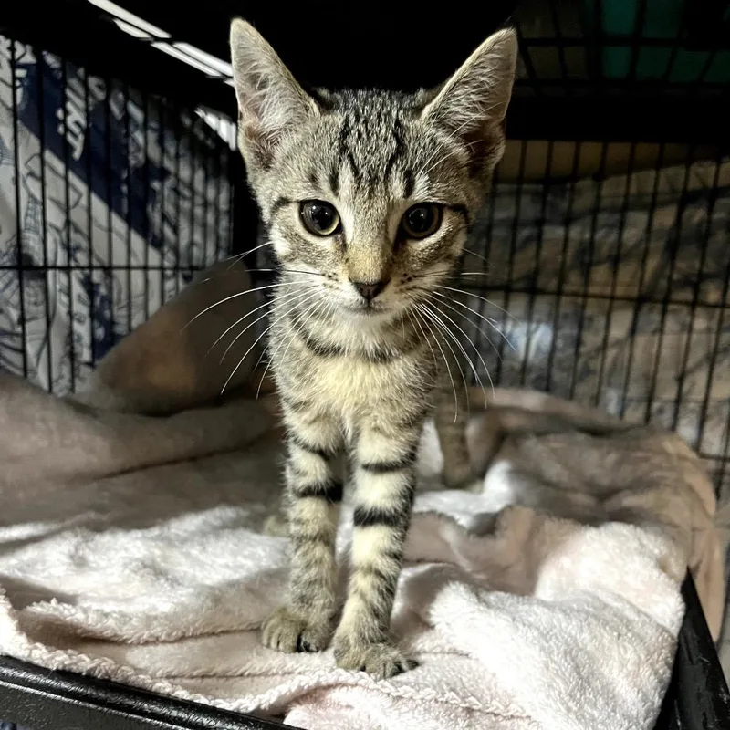 A baby small-sized female Gray / Blue / Silver Domestic Short Hair cat named Amazon for adoption in Waldorf, MD