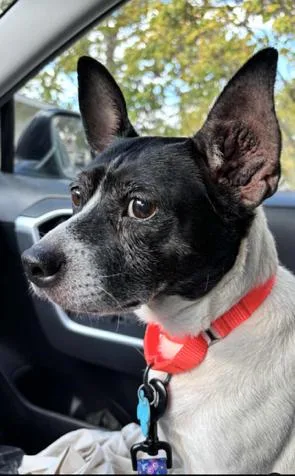 A senior medium-sized female Black Fox Terrier dog named Stella for adoption in New Albany, OH