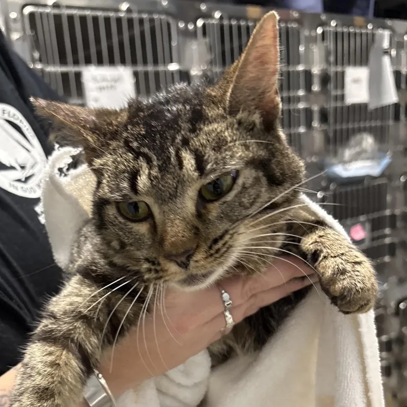 An adult small-sized female Brown / Chocolate Domestic Short Hair cat named Tinkerbelle for adoption in Milton, FL