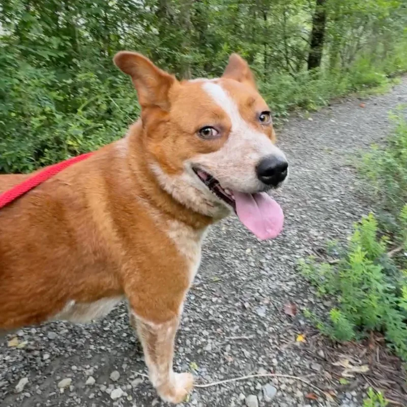 An adult medium-sized female Red / Chestnut / Orange Cattle Dog dog named Alyssa for adoption in Birmingham, AL