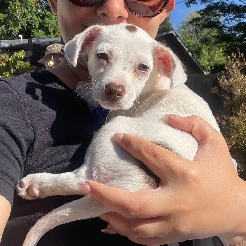A baby small-sized female White / Cream Mixed Breed dog named Candy for adoption in San Francisco, CA