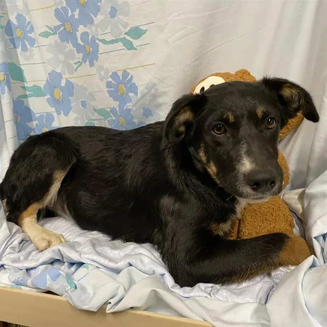 A baby small-sized female German Shepherd Dog dog named A for adoption in Modesto, CA