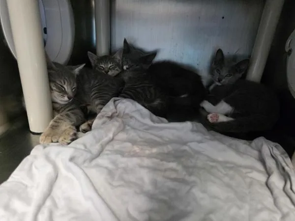 A baby small-sized male Domestic Short Hair cat named Rewind for adoption in New York, NY