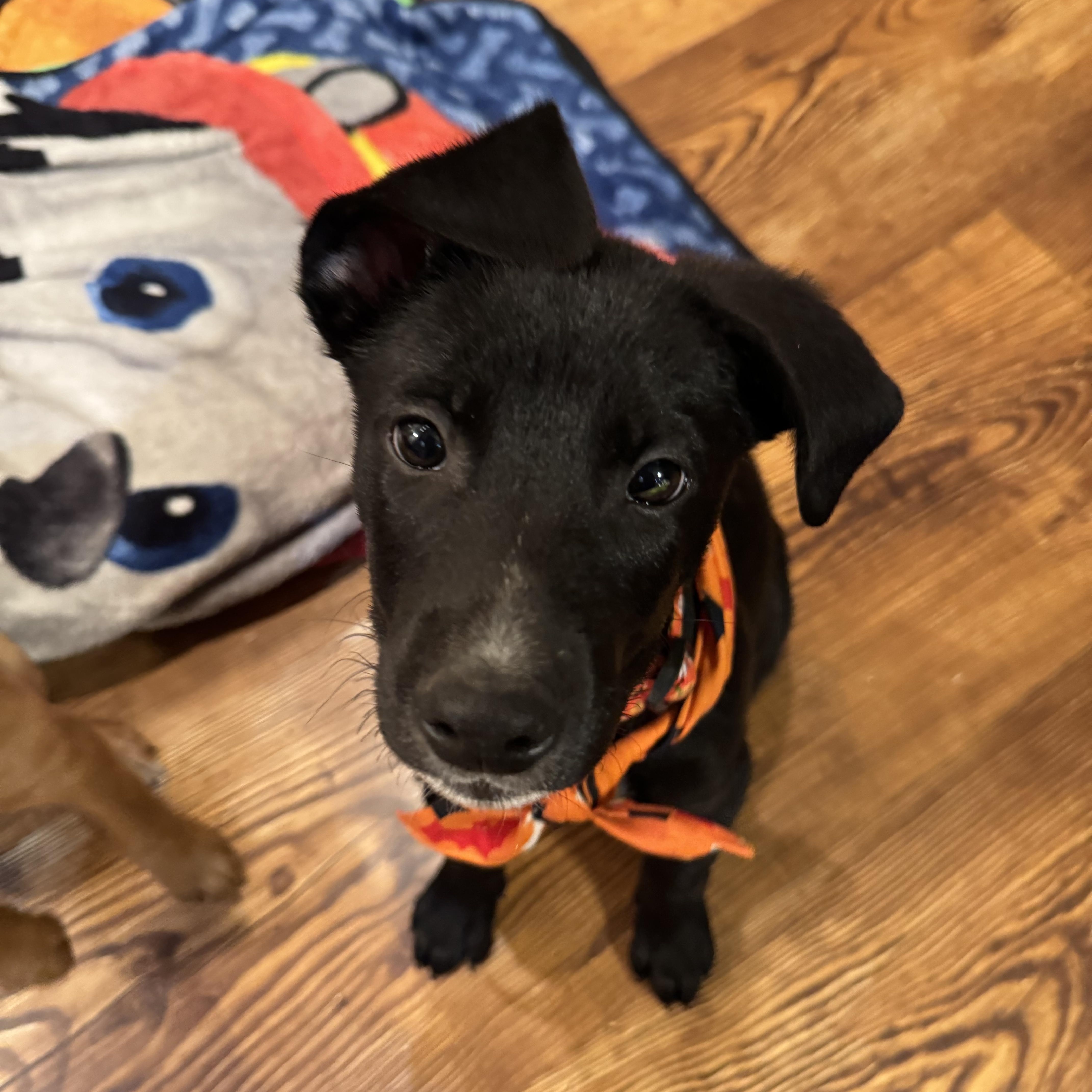 A baby medium-sized male Black Labrador Retriever dog named Salem for adoption in Byron, IL
