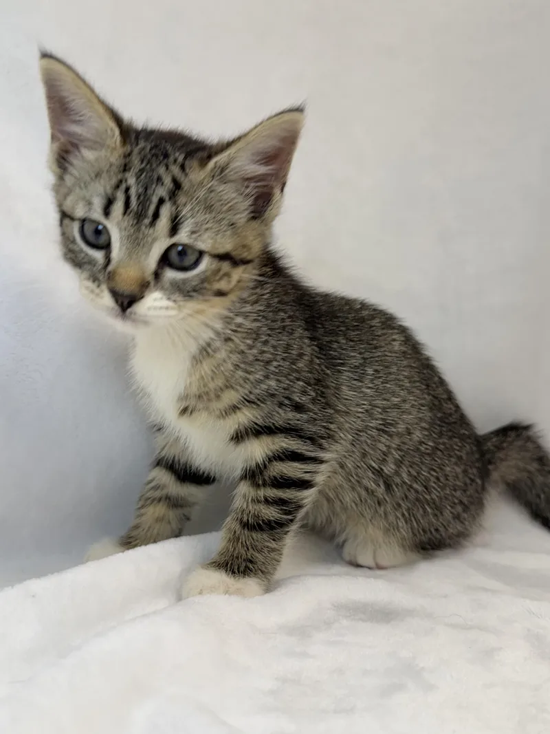A baby medium-sized female Tabby (Buff / Tan / Fawn) Domestic Short Hair cat named Amethyst for adoption in Greensboro, NC