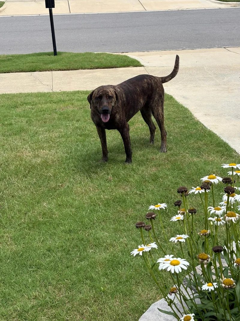 An adult extra large-sized female Plott Hound dog named Lola for adoption in Cullman, AL