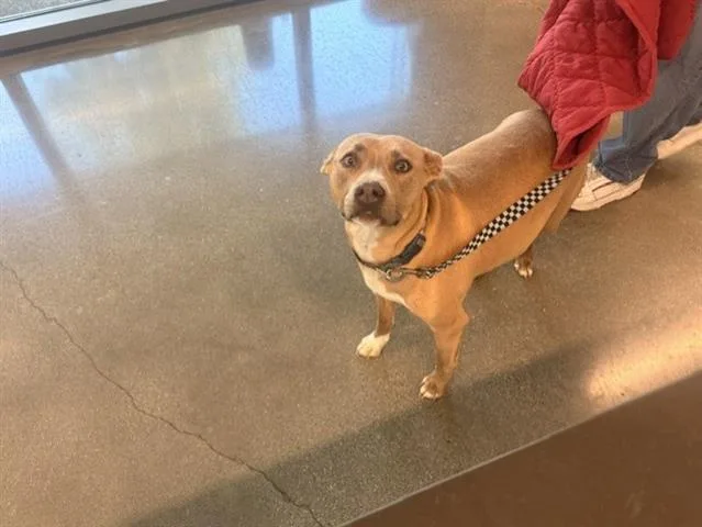 An adult medium-sized female Pit Bull Terrier dog named Sativa for adoption in San Martin, CA