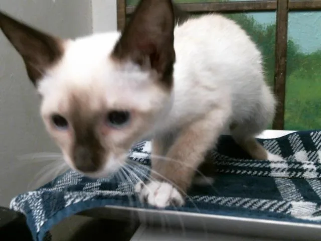 A baby small-sized female Siamese cat named Connie for adoption in Houston, TX