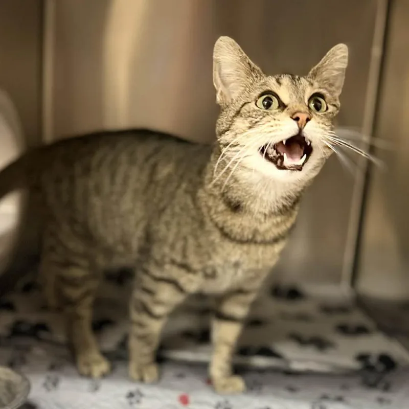 An adult small-sized female Buff / Tan / Fawn Domestic Short Hair cat named Ivana for adoption in Caryville, TN