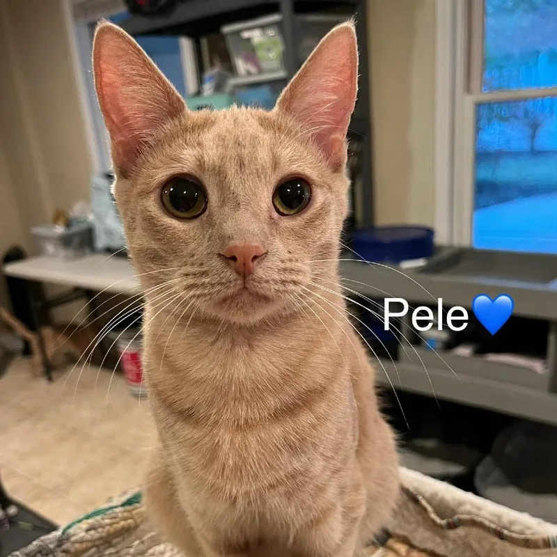 Pele
