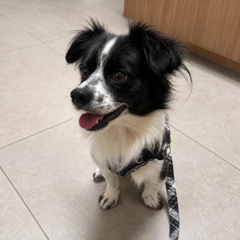 An adult small-sized male Papillon dog named Harvey for adoption in Cape Coral, FL
