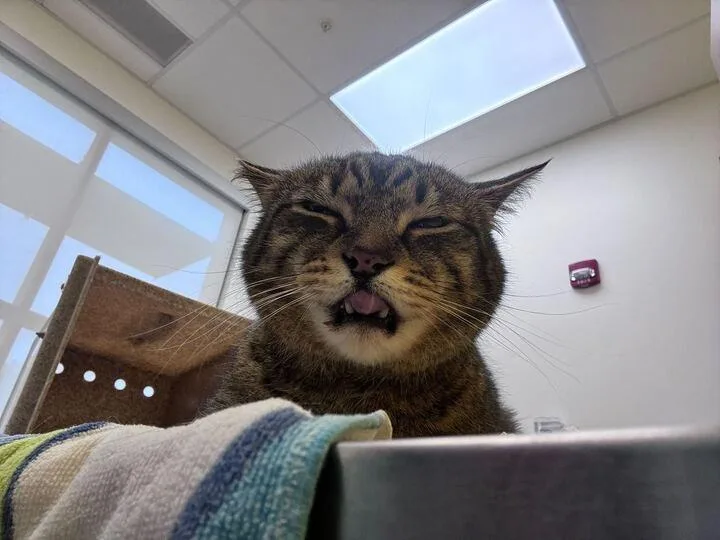 A senior large-sized male Tabby (Brown / Chocolate) Domestic Short Hair cat named Malik for adoption in Raleigh, NC