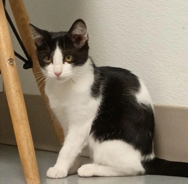 A baby medium-sized male Domestic Short Hair cat named Bandit for adoption in Batesville, AR