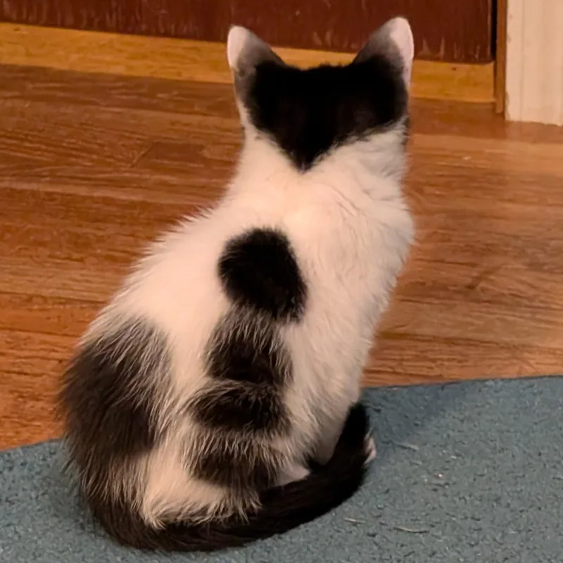 A baby small-sized male Black Domestic Short Hair cat named Minsc for adoption in Portland, OR