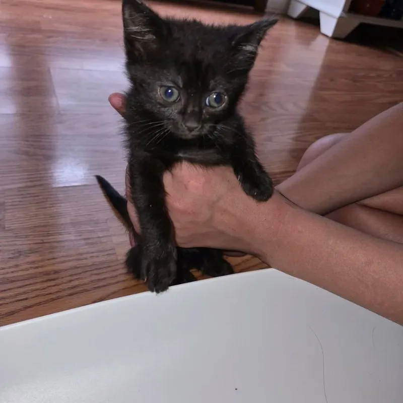 A baby medium-sized female Domestic Short Hair cat named Ivy for adoption in Johnson City, TN