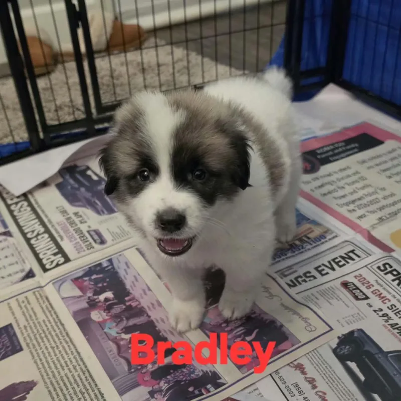 A baby large-sized male White / Cream Great Pyrenees dog named Bradley JW for adoption in Austin, TX