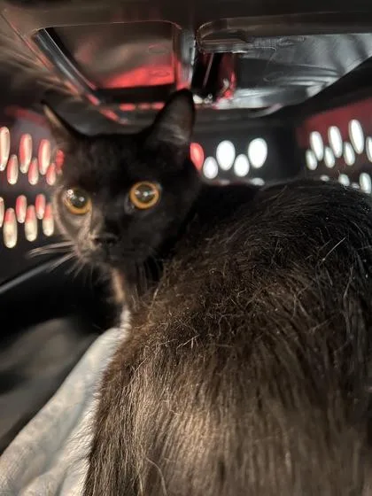 A young medium-sized female Domestic Short Hair cat named Minnie for adoption in Daytona Beach, FL