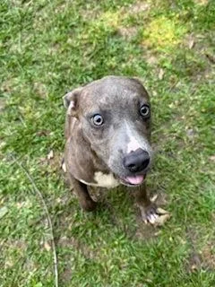 A baby medium-sized female Mixed Breed dog named Esserdee for adoption in Covington, LA