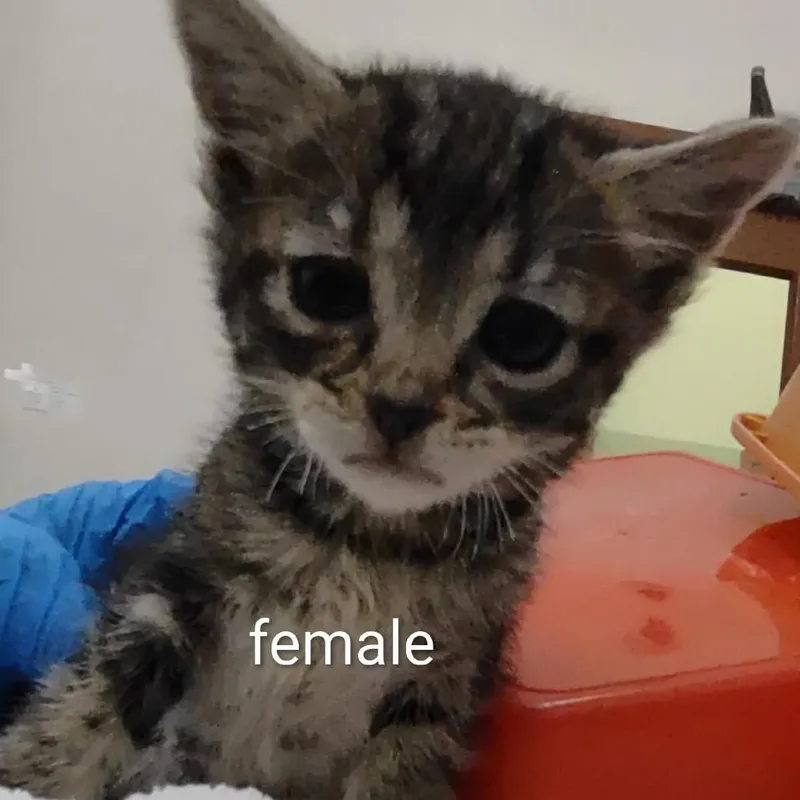 A baby small-sized female Black Domestic Short Hair cat named Birdie for adoption in Upland, CA