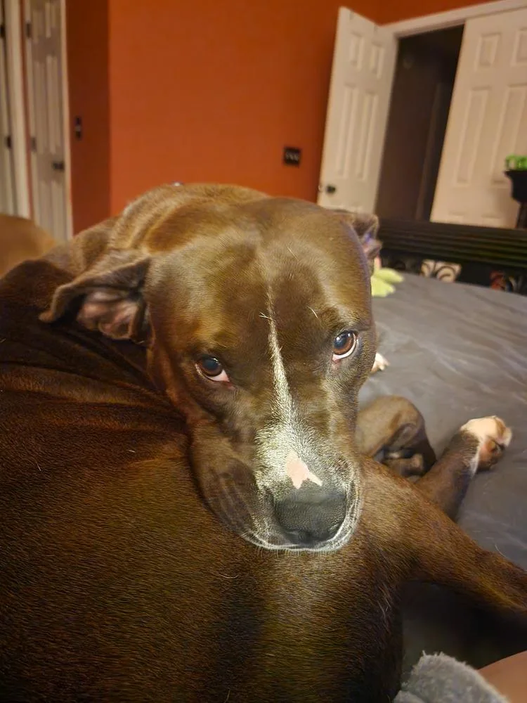 A young large-sized female Pit Bull Terrier dog named Winnie for adoption in Youngsville, NC