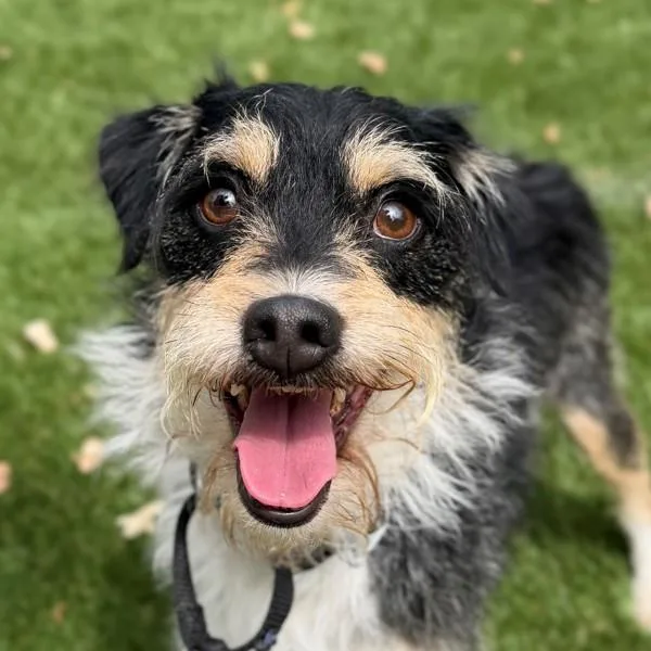 An adult small-sized male Terrier dog named West for adoption in Walnut Creek, CA
