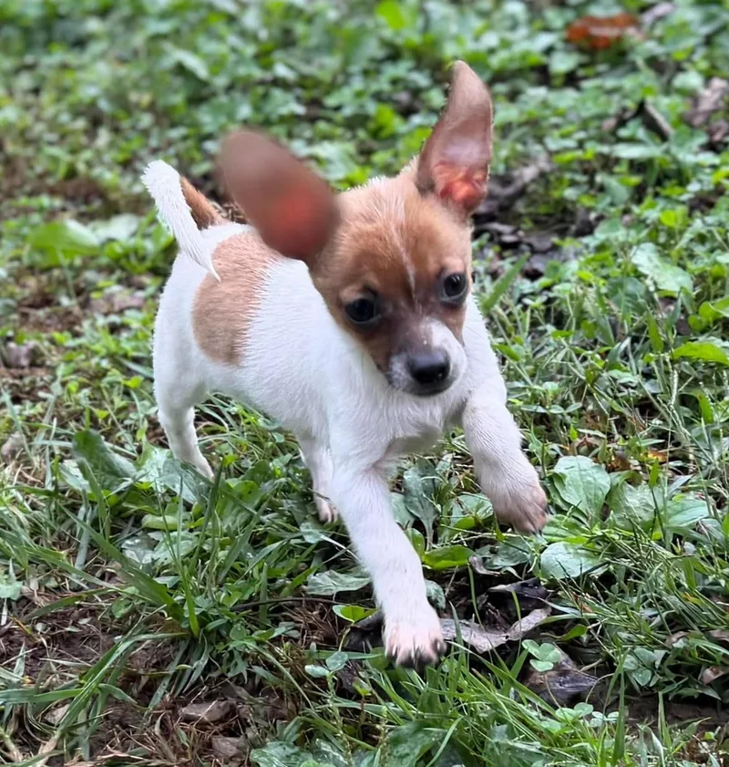 A baby small-sized male Chihuahua dog named Carlos for adoption in Wheelersburg, OH