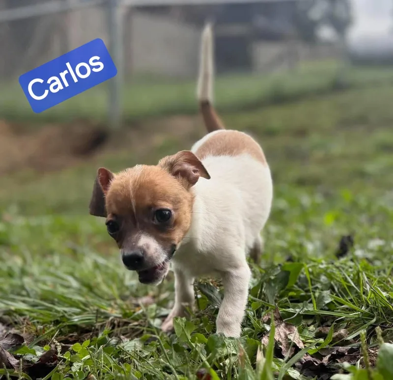 Carlos thumbnail 2