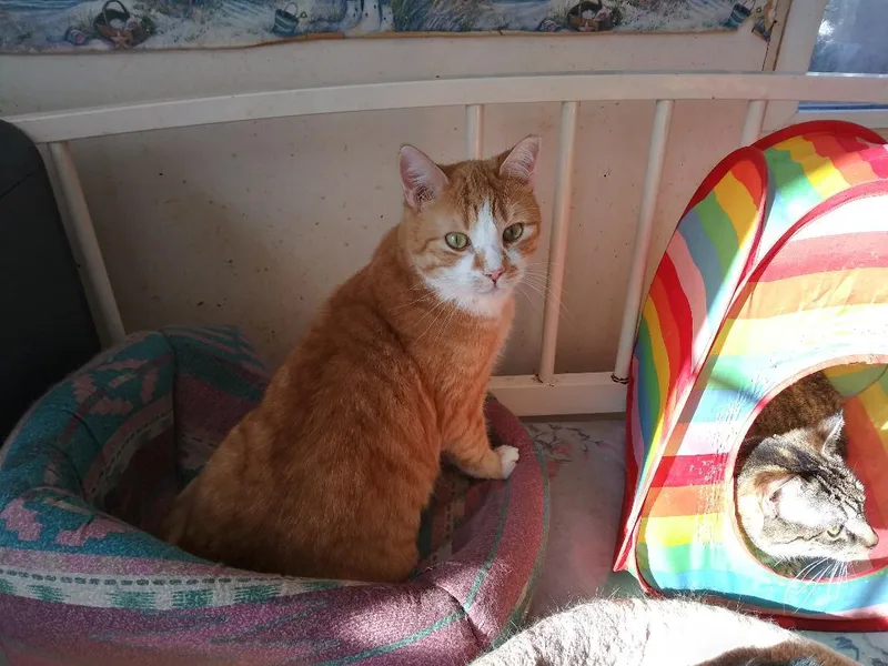 Russ Rich  Handsome thumbnail 2